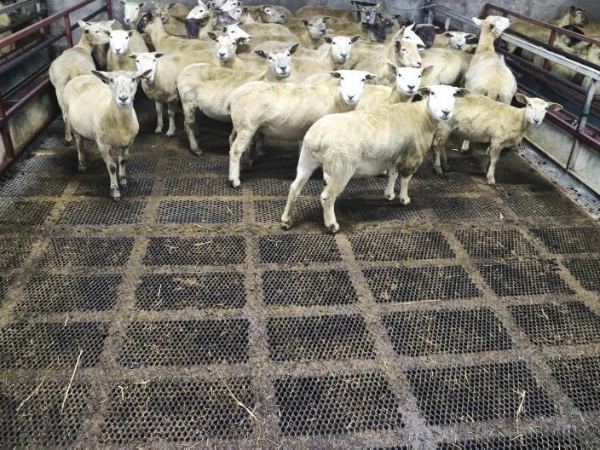 很多只羊站在钢板网材料的动物地板上。