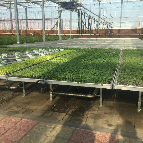 幼苗盆栽放在温室的钢板网苗床上面。